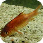 fish diseases android application logo